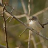 Penice belohrdla - Sylvia melanocephala - Sardinian Warbler 1443